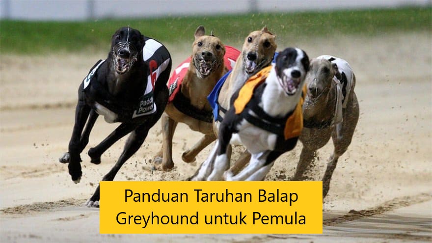 Panduan Taruhan Balap Greyhound untuk Pemula